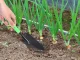 Dārza Lāpsta Stādīšanas Pārstādīšanai Augu Stepēšanai 32 cm | Garden Spade For Planting Transplanting Plants