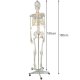 Cilvēka skeleta anatomiskais modelis 170 cm, uz statīva | Anatomical model of the human skeleton