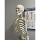 Cilvēka skeleta anatomiskais modelis 170 cm, uz statīva | Anatomical model of the human skeleton