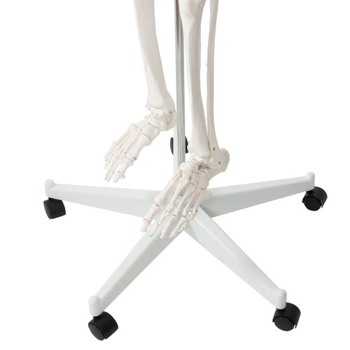 Cilvēka skeleta anatomiskais modelis 170 cm, uz statīva | Anatomical model of the human skeleton (0)