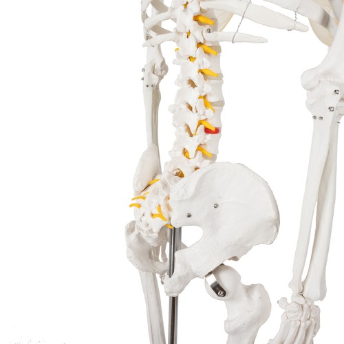Cilvēka skeleta anatomiskais modelis 170 cm, uz statīva | Anatomical model of the human skeleton (2)