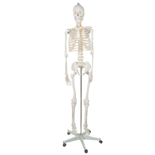 Cilvēka skeleta anatomiskais modelis 170 cm, uz statīva | Anatomical model of the human skeleton (6)