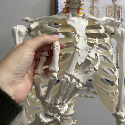 Cilvēka skeleta anatomiskais modelis 170 cm, uz statīva | Anatomical model of the human skeleton (9)