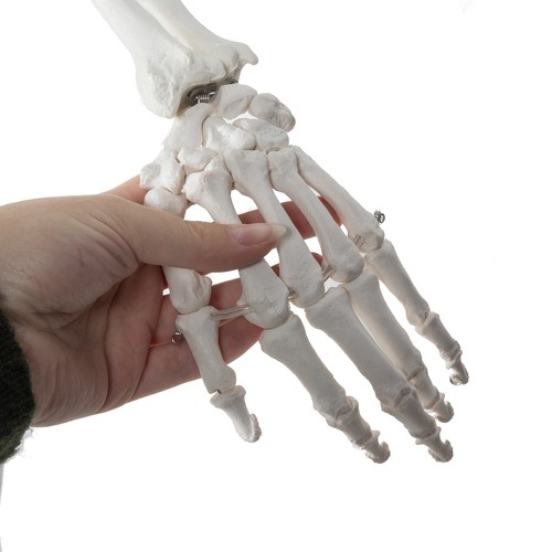 Cilvēka skeleta anatomiskais modelis 170 cm, uz statīva | Anatomical model of the human skeleton (11)