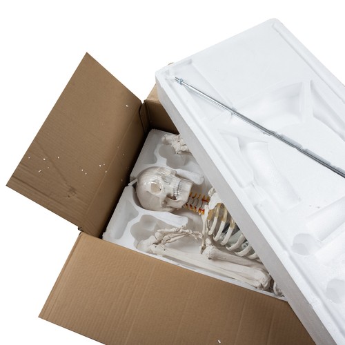 Cilvēka skeleta anatomiskais modelis 170 cm, uz statīva | Anatomical model of the human skeleton (13)