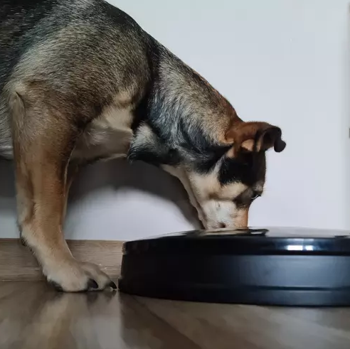 Intelligent 6 x 150 ml Chamber Food Dispenser Bowl Container-Dispenser for Dogs Cats, Black (5)