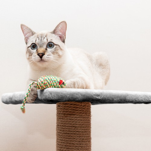 Cat House Tree with Sisal Scratching Posts - 71cm, Gray/Beige (9)