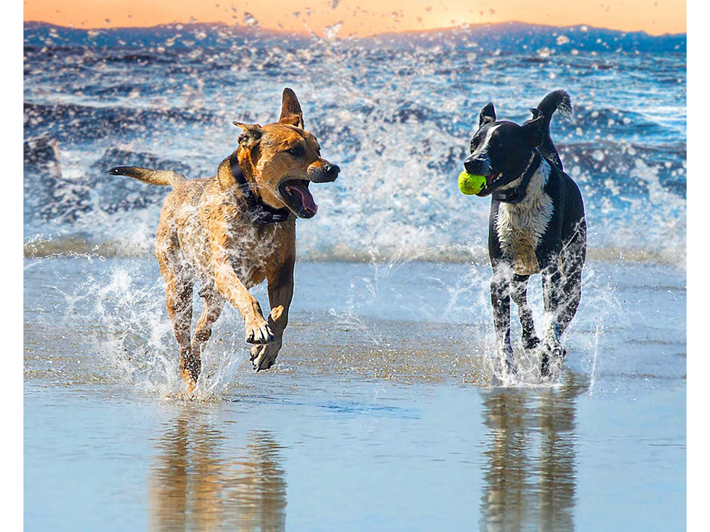 Electric dog training collar with remote, 800 m range, black (1)