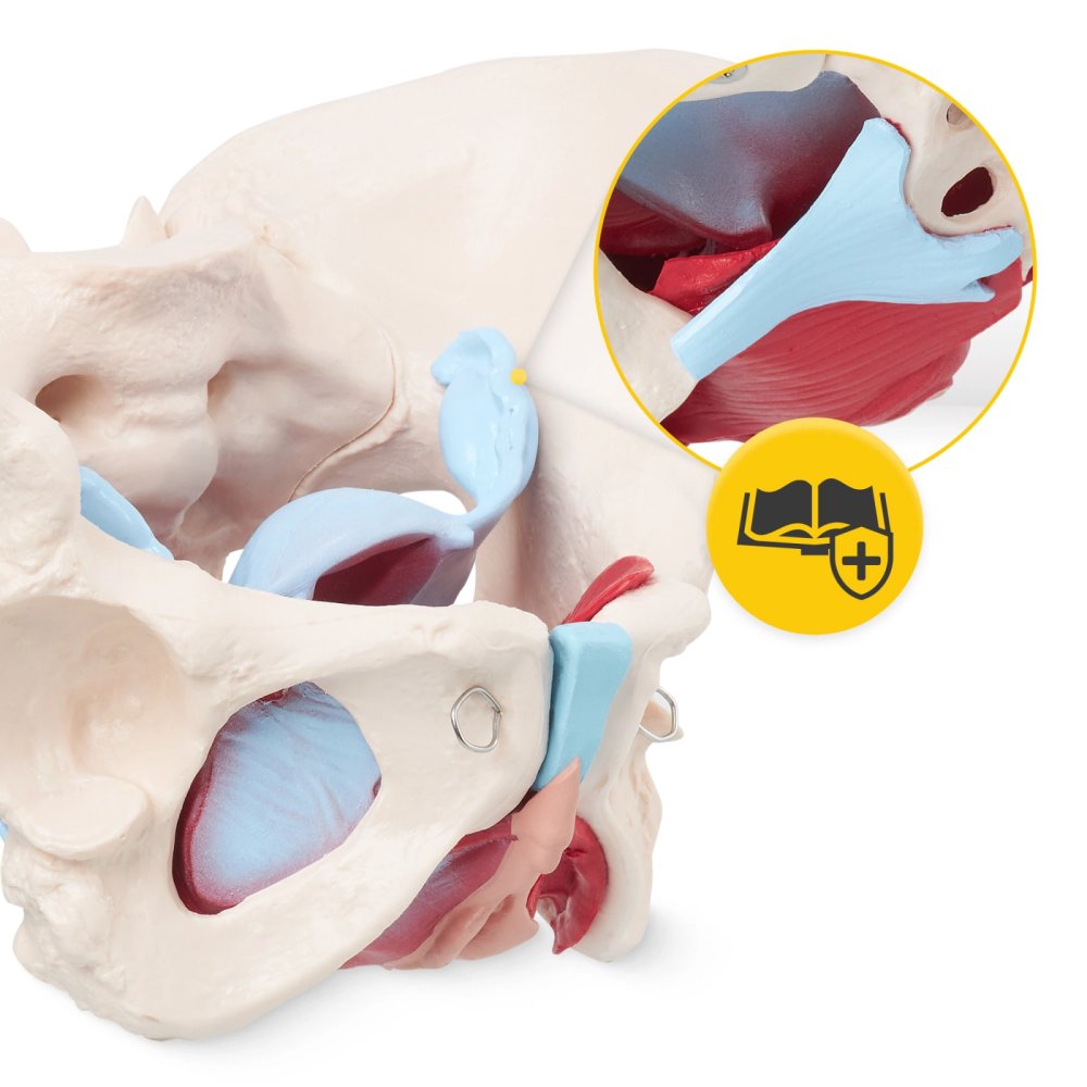 Female Pelvis Anatomical Model with Muscles and Organs 1:1 Scale 4FIZJO (0)