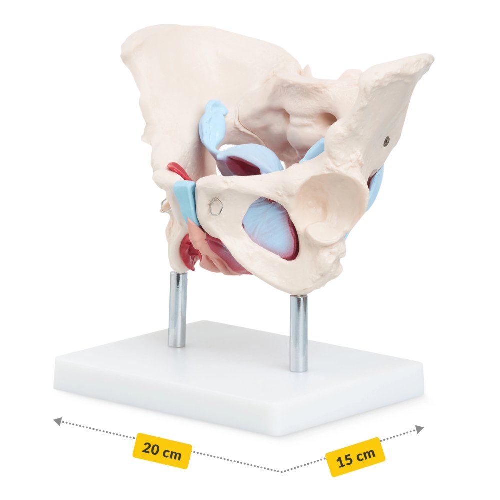 Female Pelvis Anatomical Model with Muscles and Organs 1:1 Scale 4FIZJO (2)