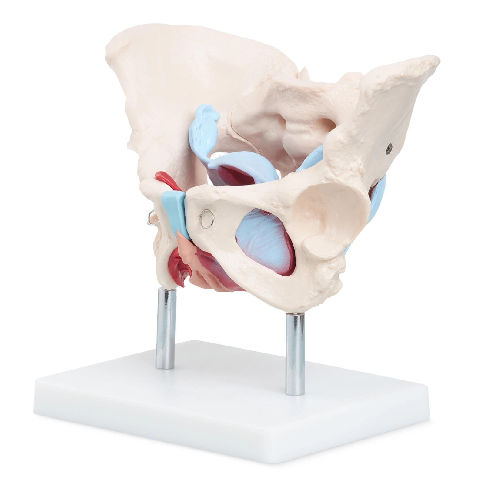 Female Pelvis Anatomical Model with Muscles and Organs 1:1 Scale 4FIZJO
