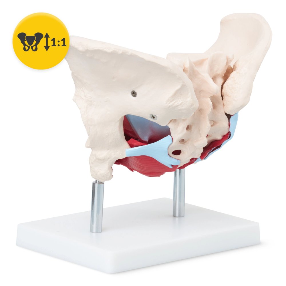 Female Pelvis Anatomical Model with Muscles and Organs 1:1 Scale 4FIZJO (1)