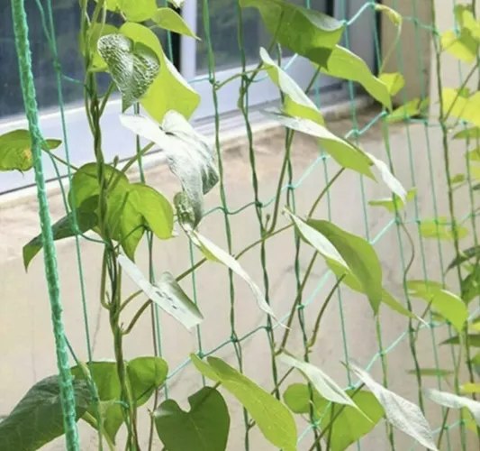 Plant Support Net 2x10m Gardlov 23978 (0)