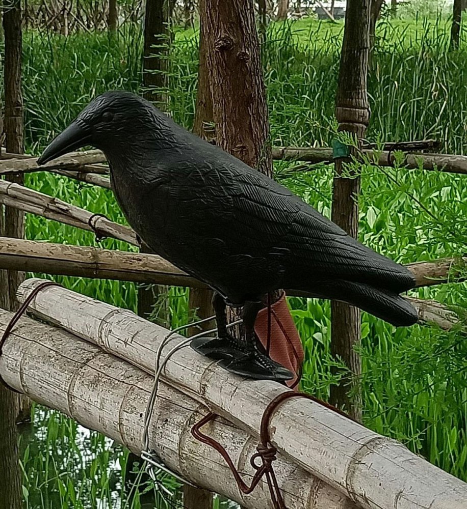 Plastic Crow Bird Repellent and Scarer (3)