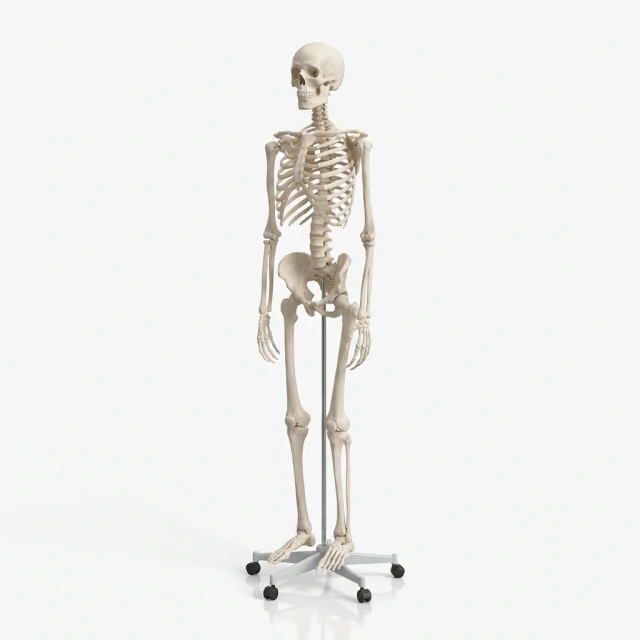 Anatomiskie modeļi