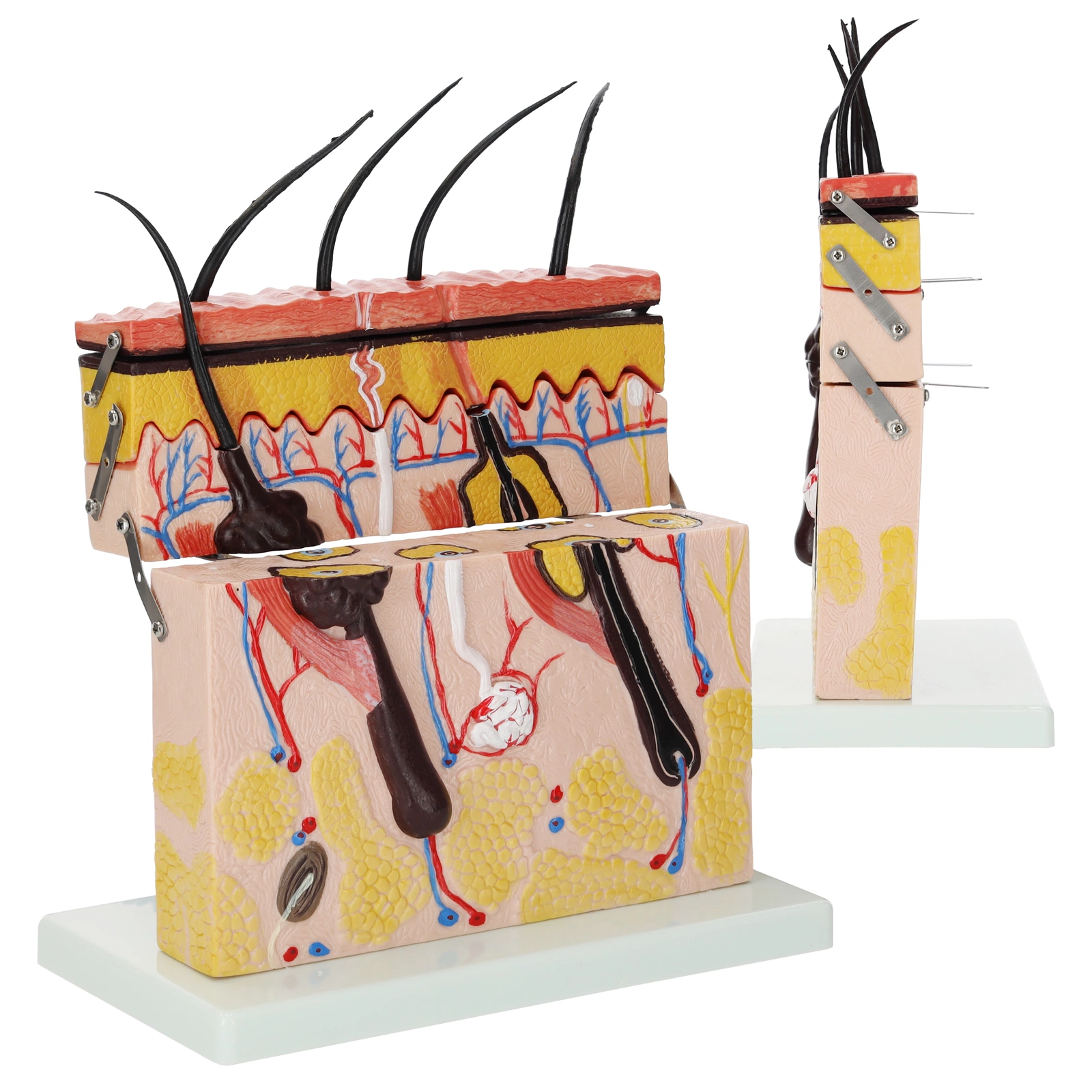 Anatomical Human Skin Cross-Section Model 4FIZJO