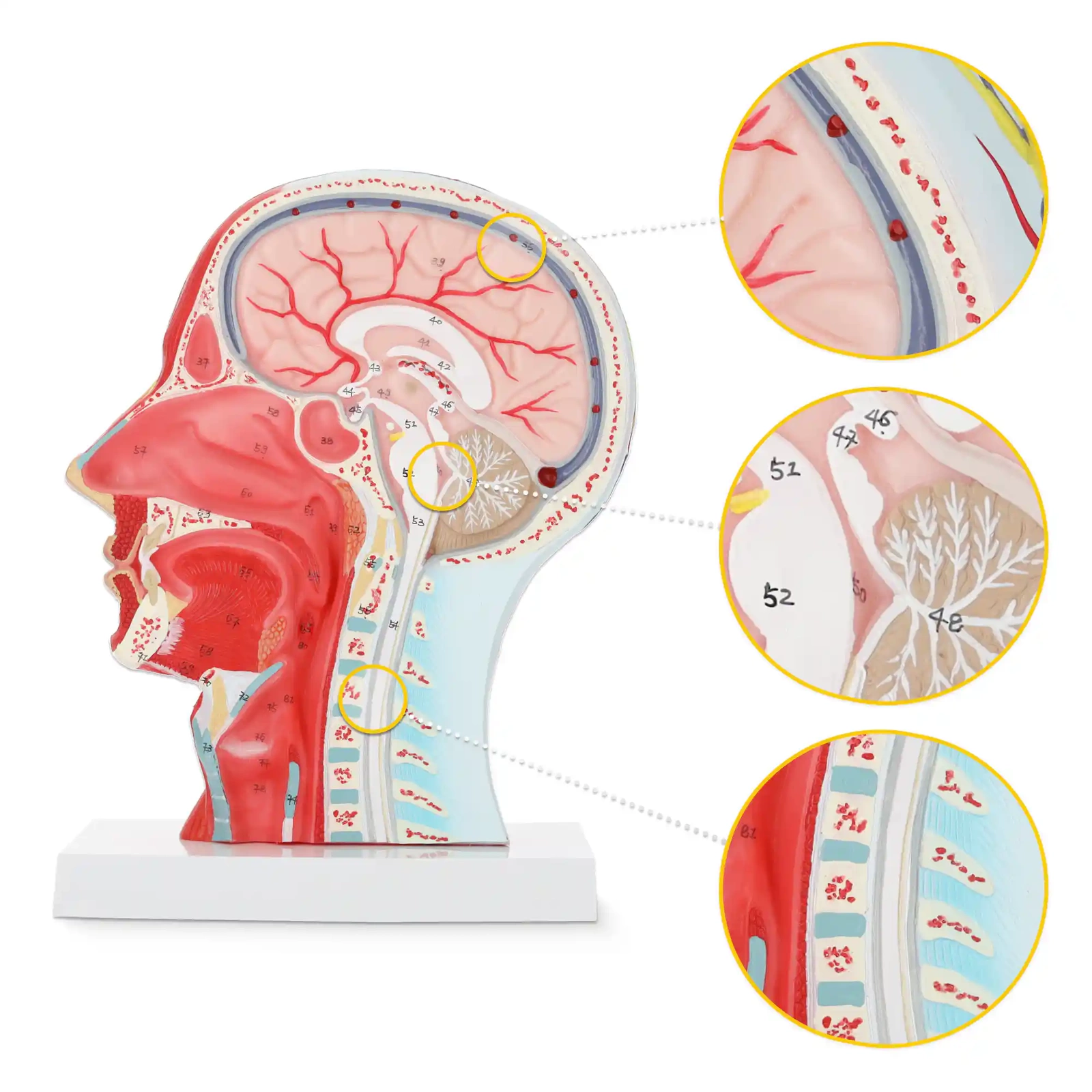 Life-Size Anatomical Human Head Model Cross-Section 1:1 Scale 4FIZJO