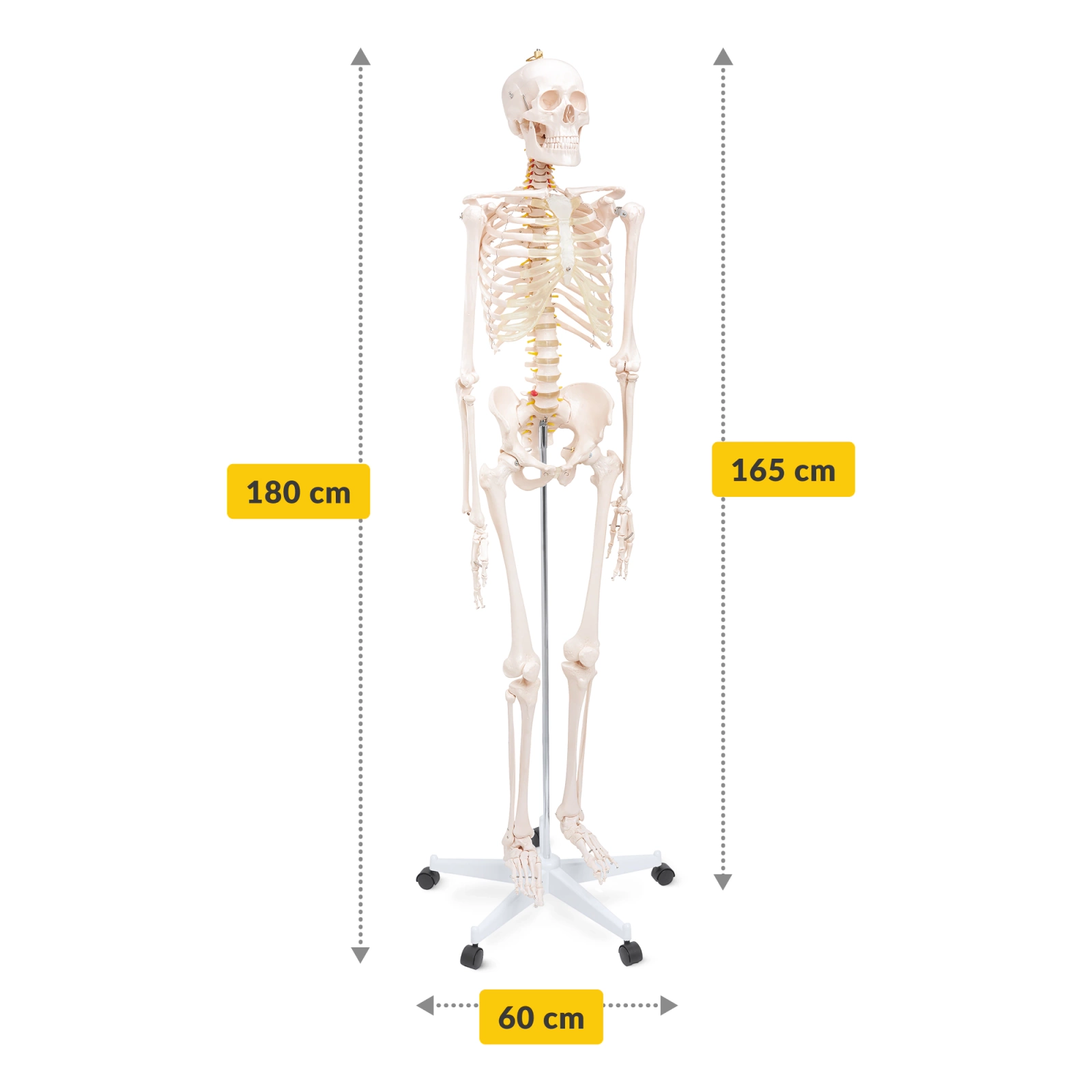 4Fizjo 1069 Cilvēka skeleta anatomiskais modelis 180 cm