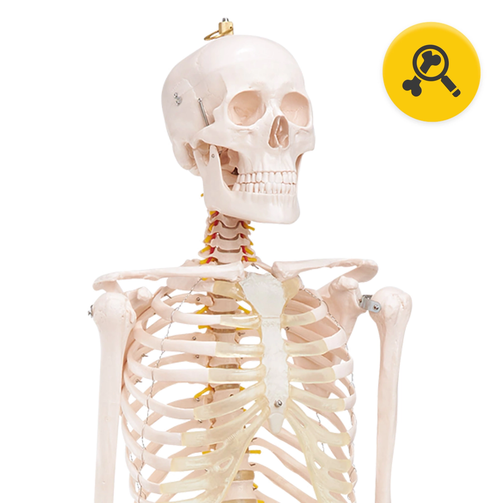 4Fizjo 1069 Cilvēka skeleta anatomiskais modelis 180 cm