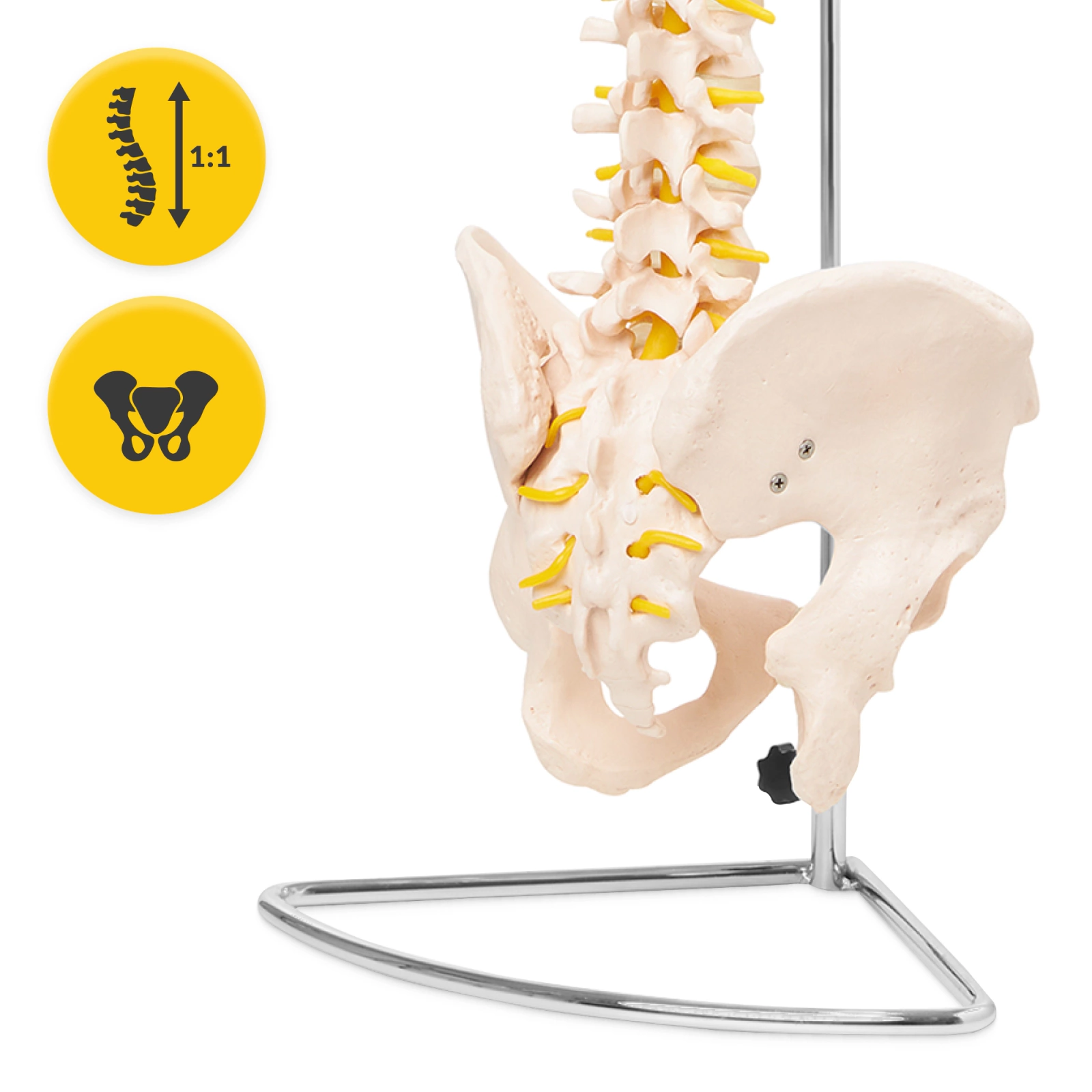 4Fizjo 1071 cilvēka mugurkaula un iegurņa anatomiskais modelis 1:1