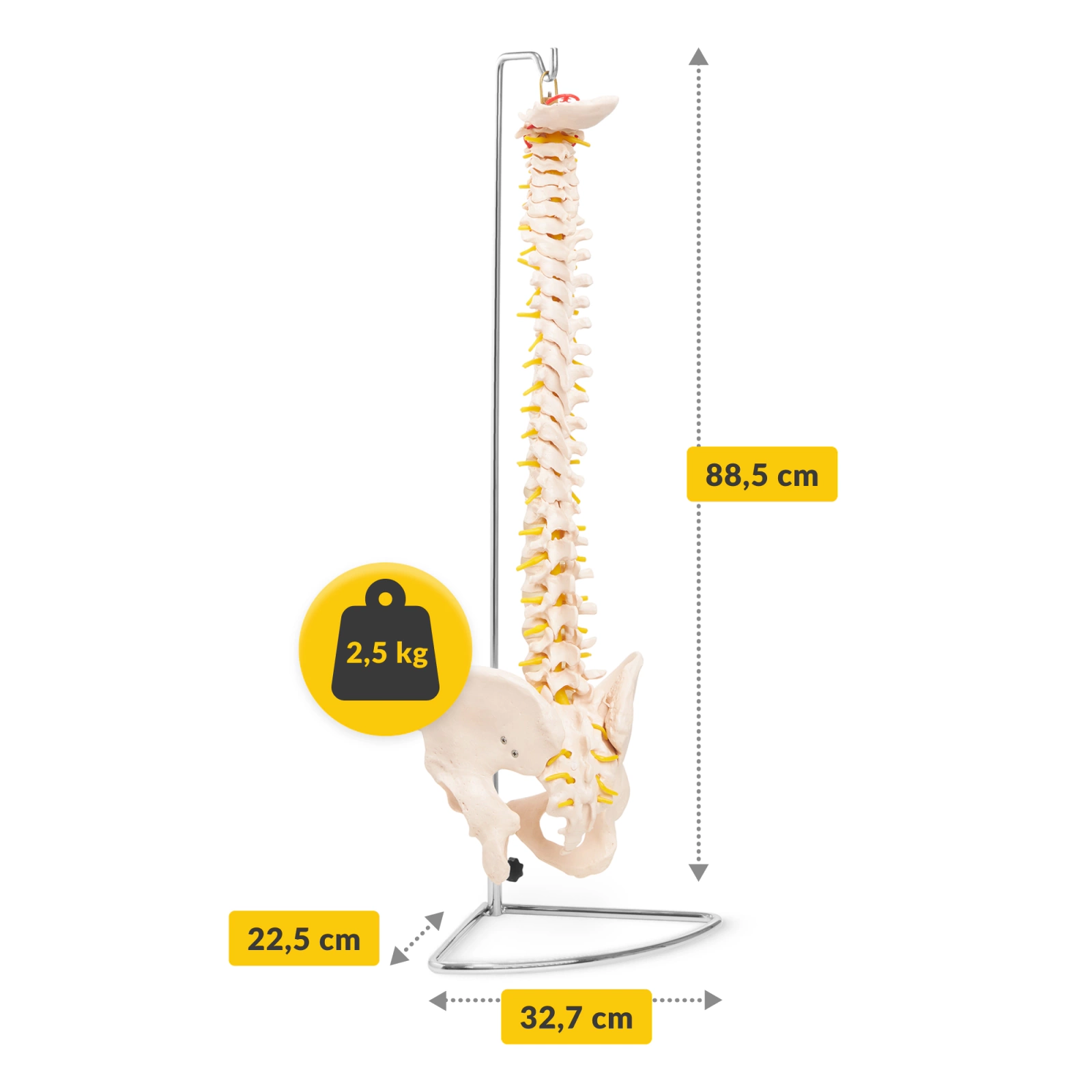 4Fizjo 1071 cilvēka mugurkaula un iegurņa anatomiskais modelis 1:1