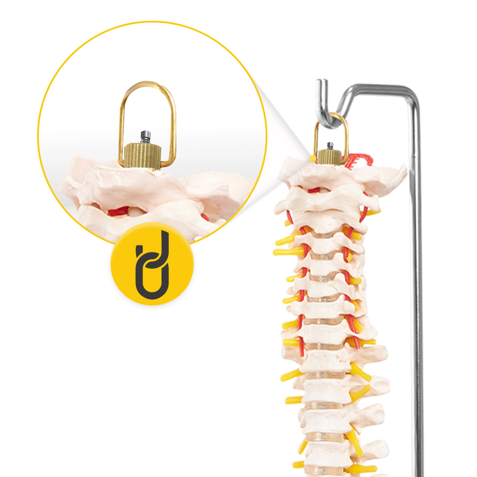4Fizjo 1071 cilvēka mugurkaula un iegurņa anatomiskais modelis 1:1