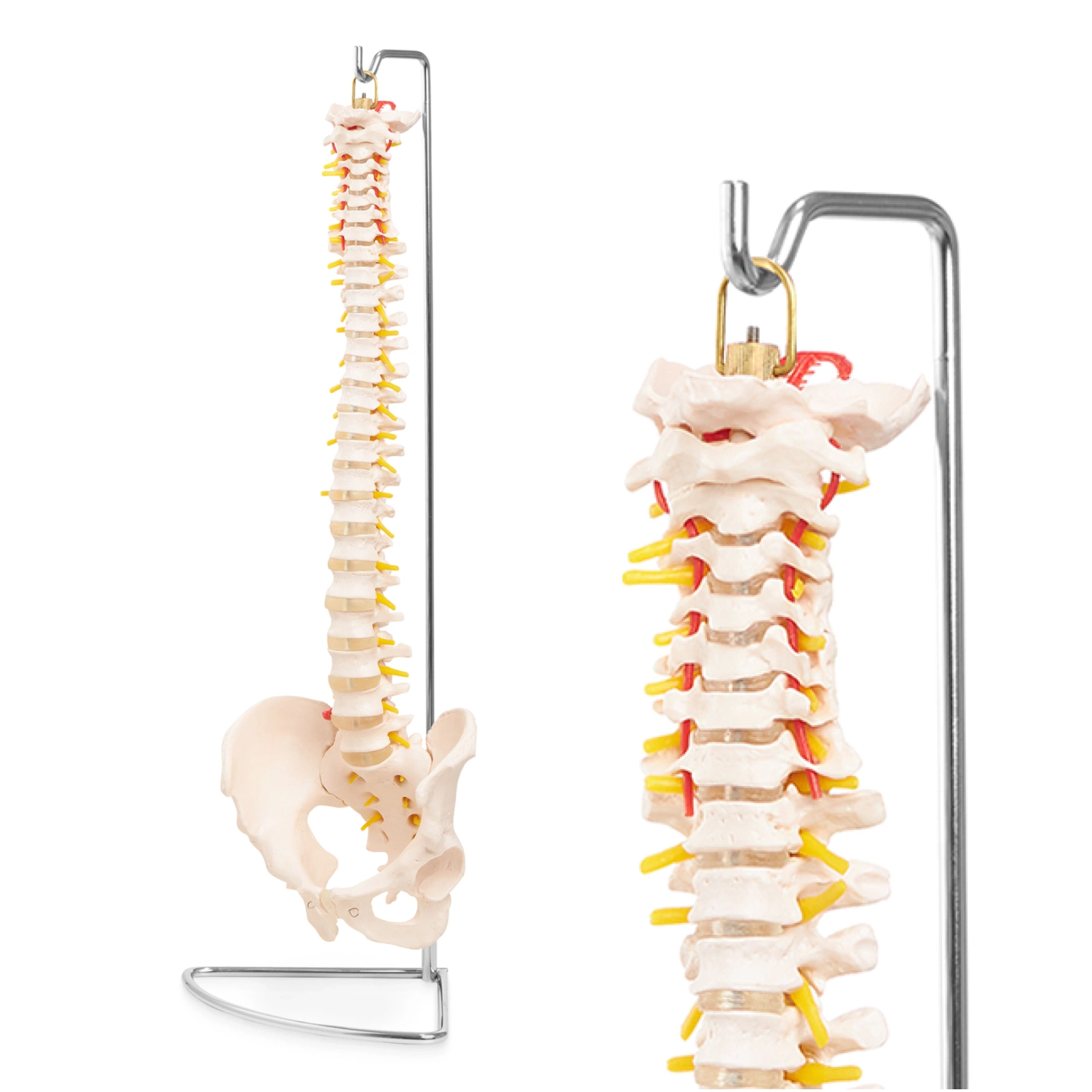 4Fizjo 1071 cilvēka mugurkaula un iegurņa anatomiskais modelis 1:1
