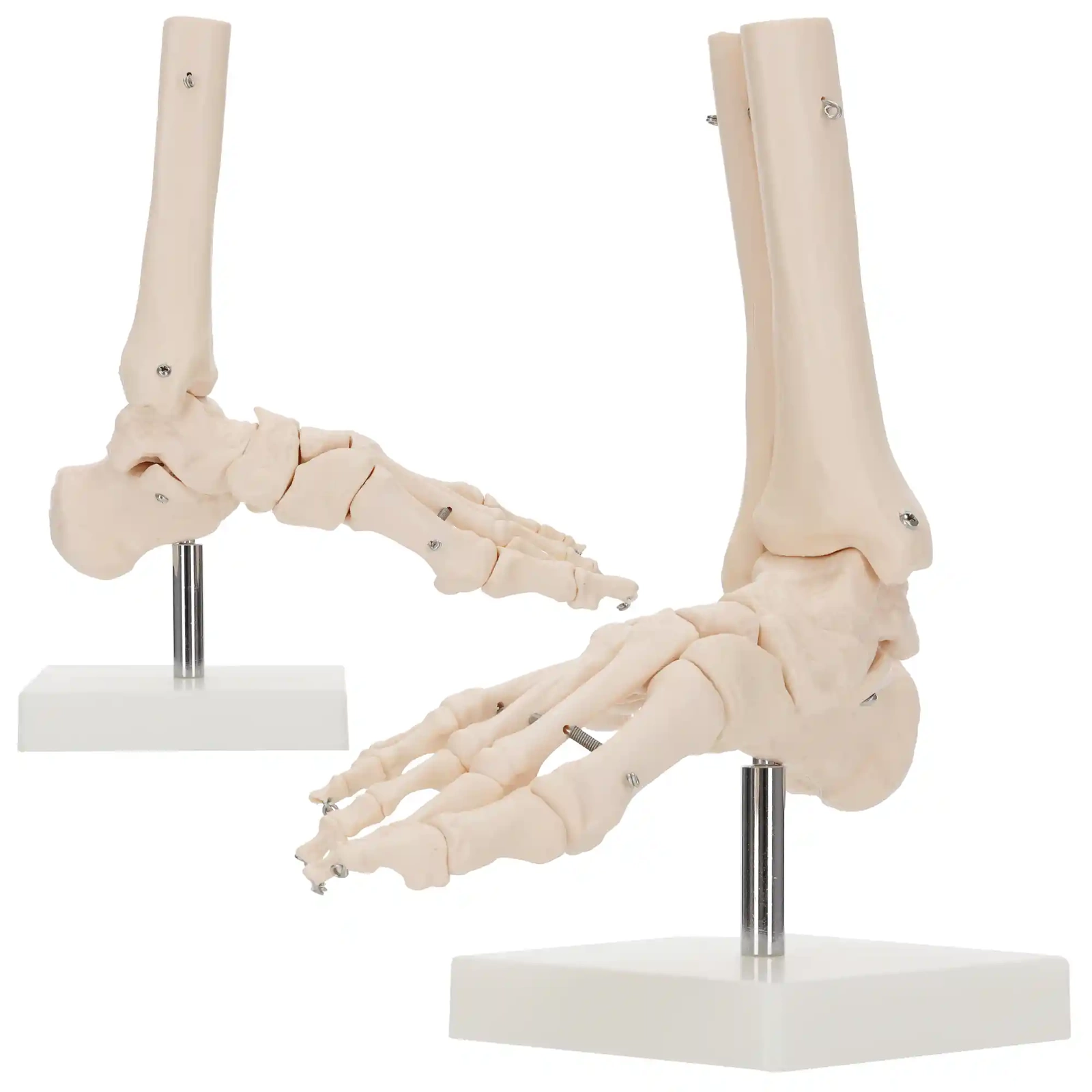 Anatomical Ankle Joint and Foot Model 1:1 Life-Size 4FIZJO