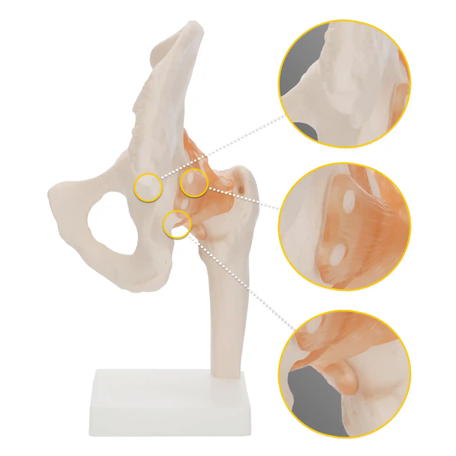 4Fizjo 1253 gūžas locītavas anatomiskais modelis ar saitēm, 1:1, balts