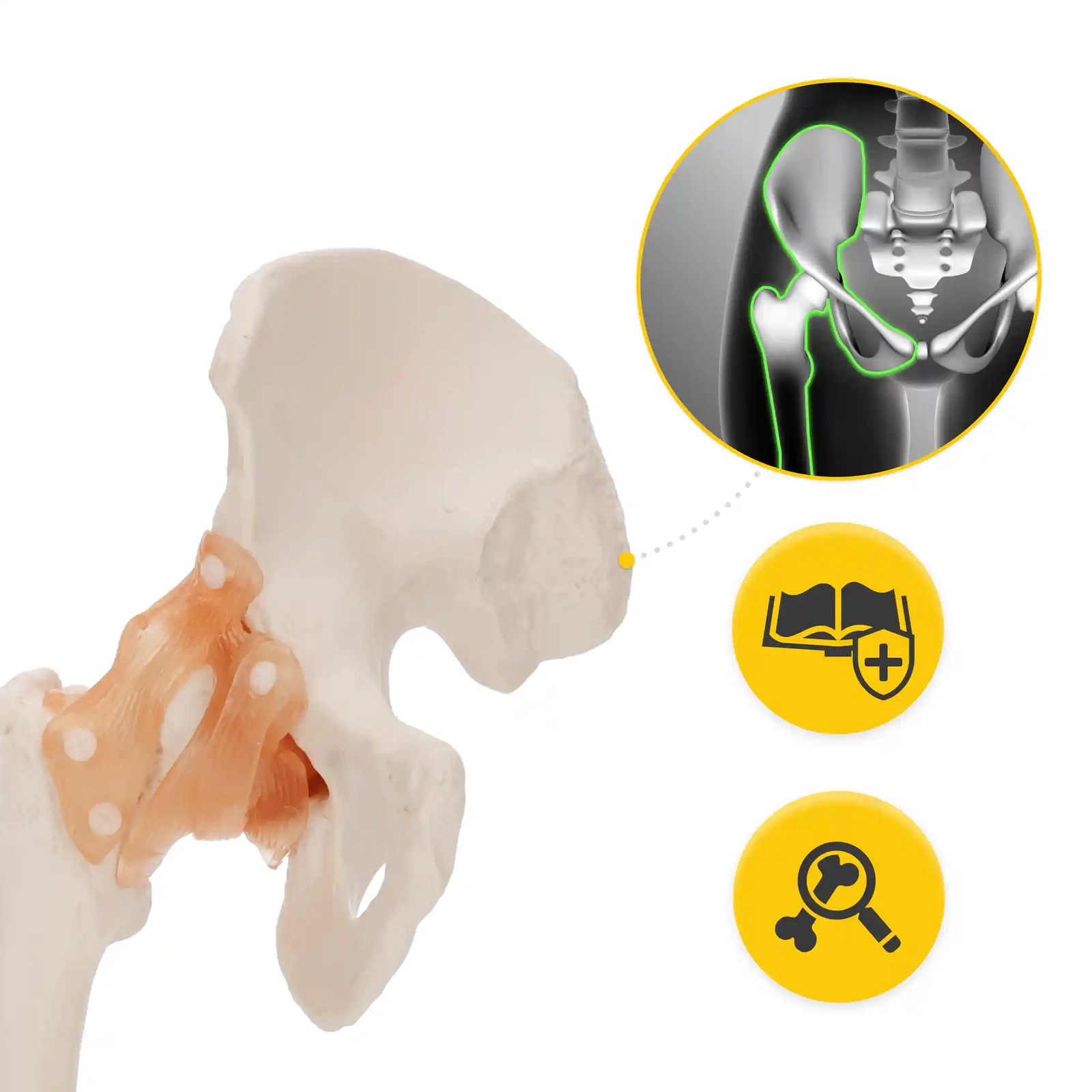 4Fizjo 1253 gūžas locītavas anatomiskais modelis ar saitēm, 1:1, balts