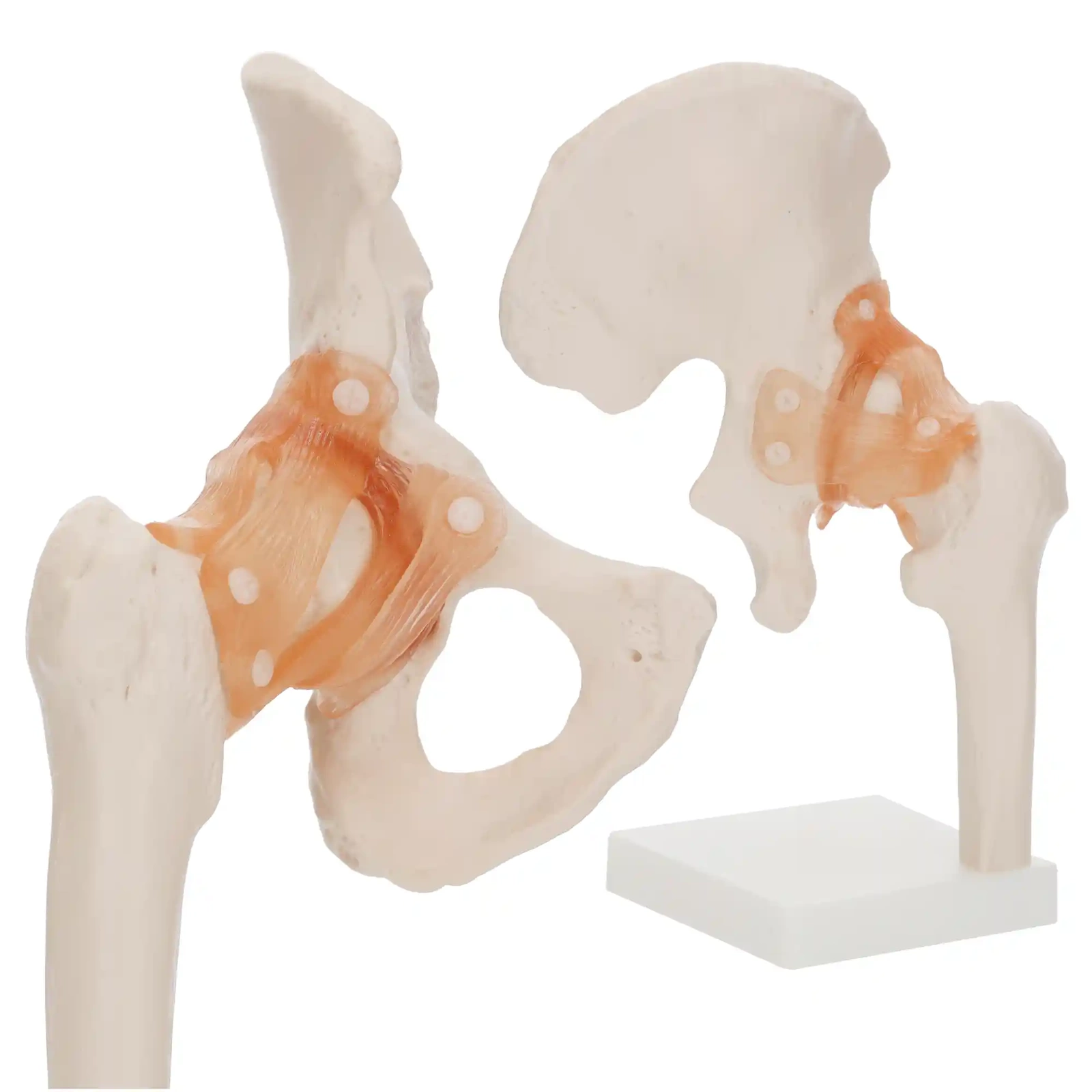 4Fizjo 1253 gūžas locītavas anatomiskais modelis ar saitēm, 1:1, balts