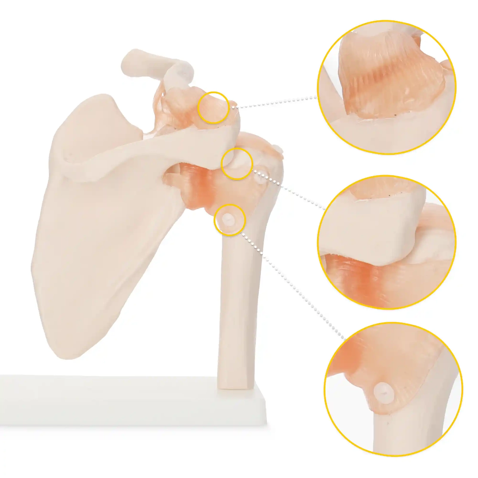 4Fizjo Anatomical Shoulder Joint Model with Ligaments, 1:1 Scale