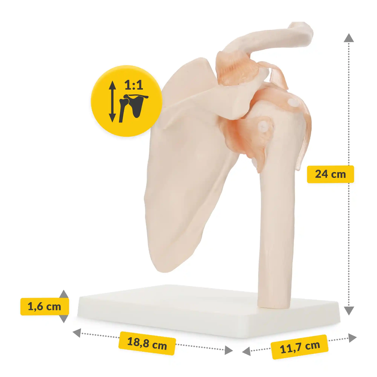 4Fizjo Anatomical Shoulder Joint Model with Ligaments, 1:1 Scale