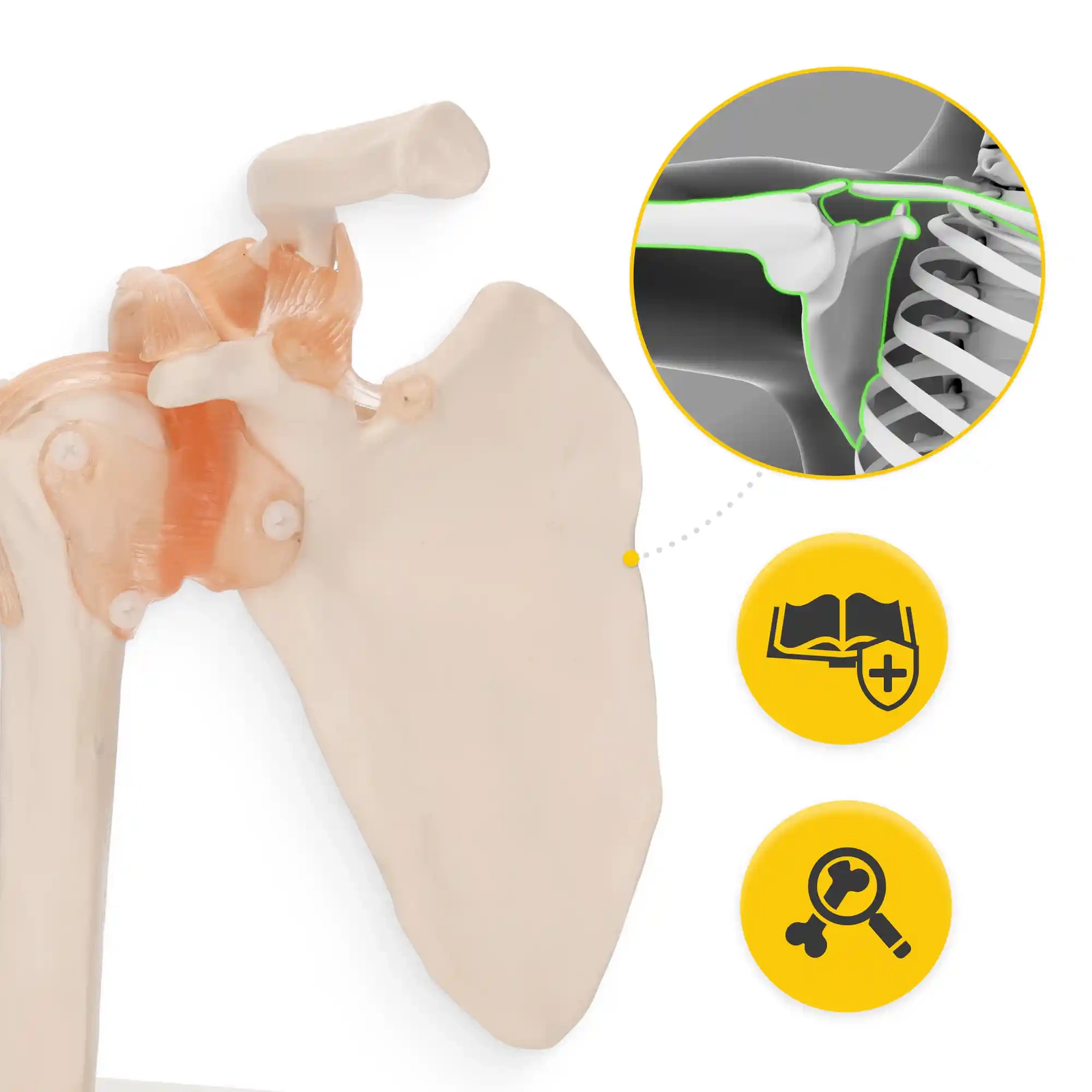 4Fizjo Anatomical Shoulder Joint Model with Ligaments, 1:1 Scale