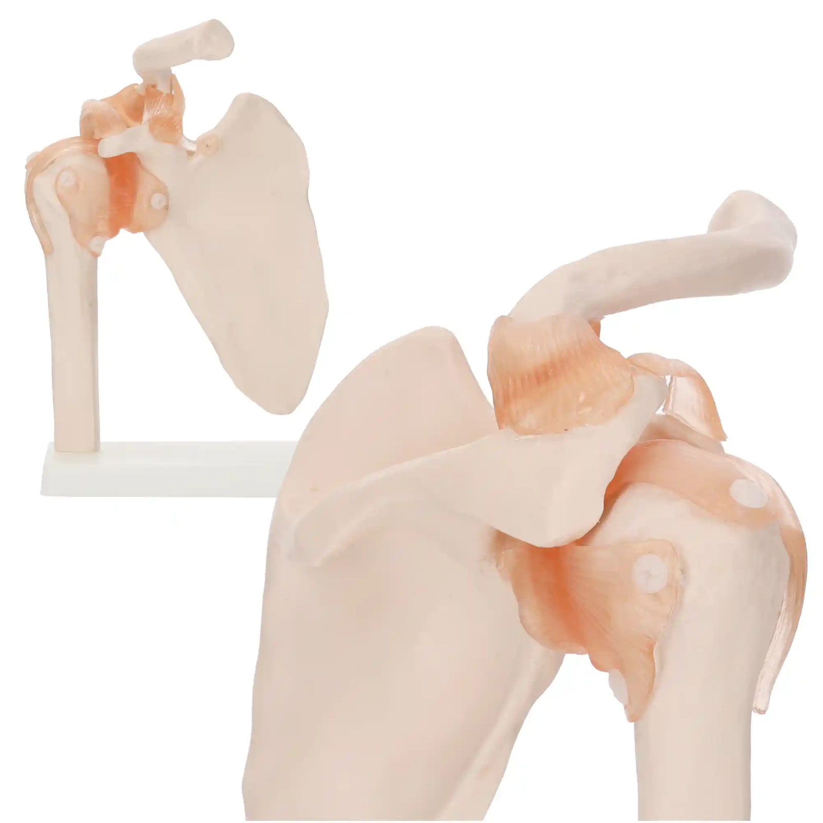 4Fizjo Anatomical Shoulder Joint Model with Ligaments, 1:1 Scale