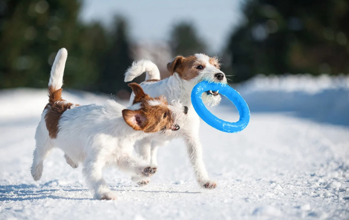 Aportēšanas gredzens Waudog PitchDog 20, zils | Fetching ring