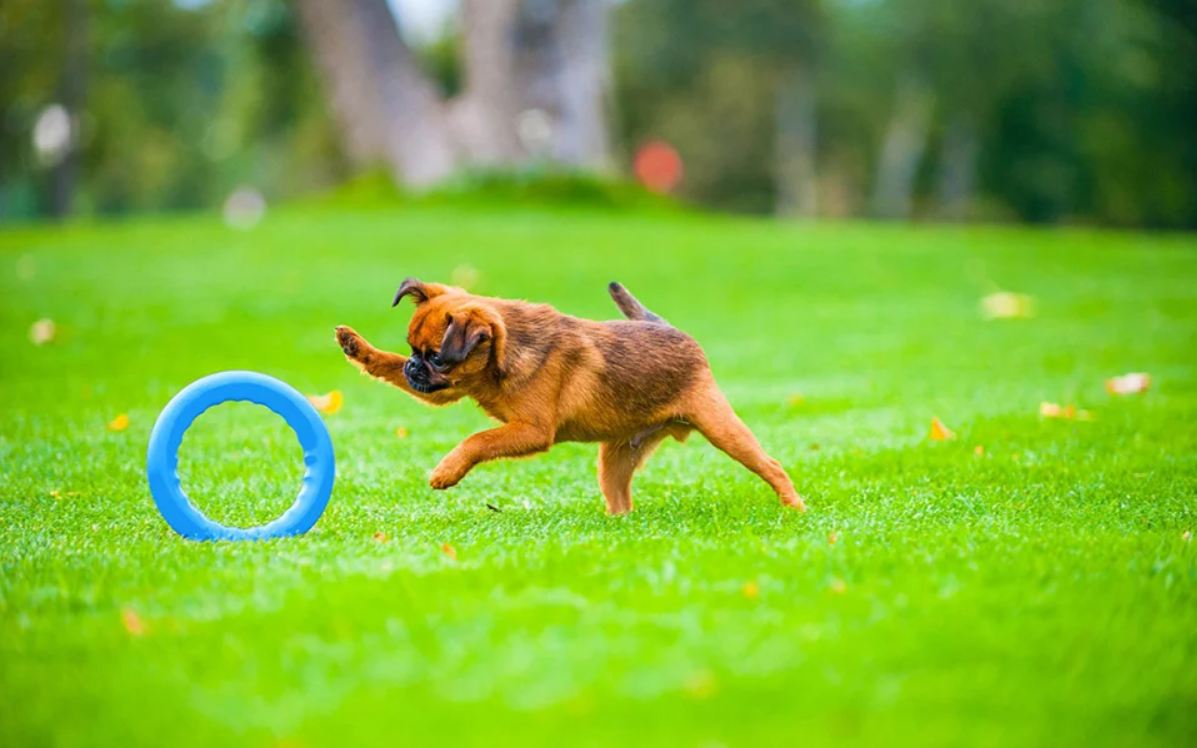Aportēšanas gredzens Waudog PitchDog 20, zils | Fetching ring