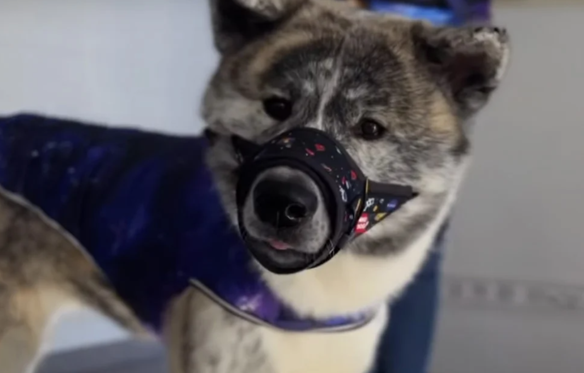 Намордник для собак Waudog \"NASA\" S| Dog muzzle