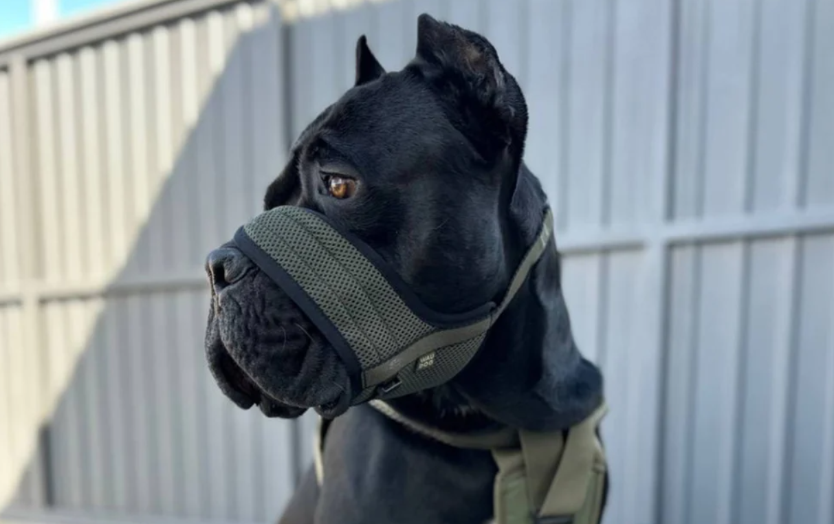 Sieta suņu uzpurnis Waudog Pro XL | Mesh dog muzzle