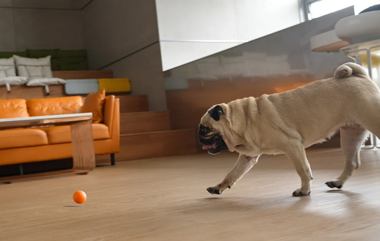 Cheerble Ball Gudrā Bumba Ripulis Spēļmanta Mājdzivniekiem Sunim Kaķim, Oranžs | Smart Sensor Play Ball Toy with... (1)