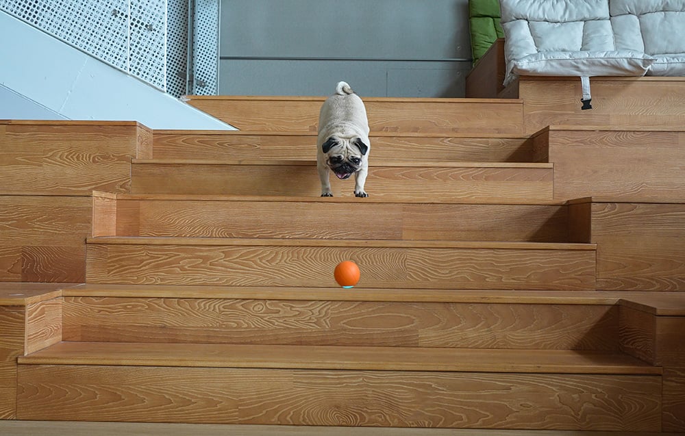 Cheerble Ball Gudrā Bumba Ripulis Spēļmanta Mājdzivniekiem Sunim Kaķim, Oranžs | Smart Sensor Play Ball Toy with... (4)