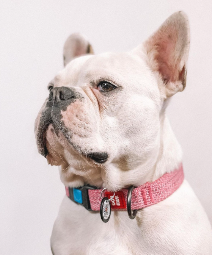 Waudog Klasiska suņu apkakle ar QR kodu izmērs M, Rozā | Dog collar