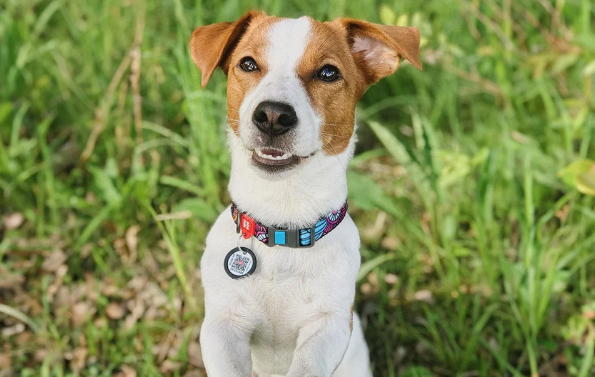 Waudog Neilona suņu apkakle ar QR kodu izmērs S, Summer | Dog collar