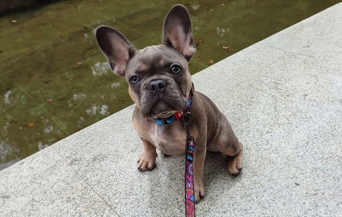 Waudog Neilona suņu apkakle ar QR kodu izmērs S, Summer | Dog collar