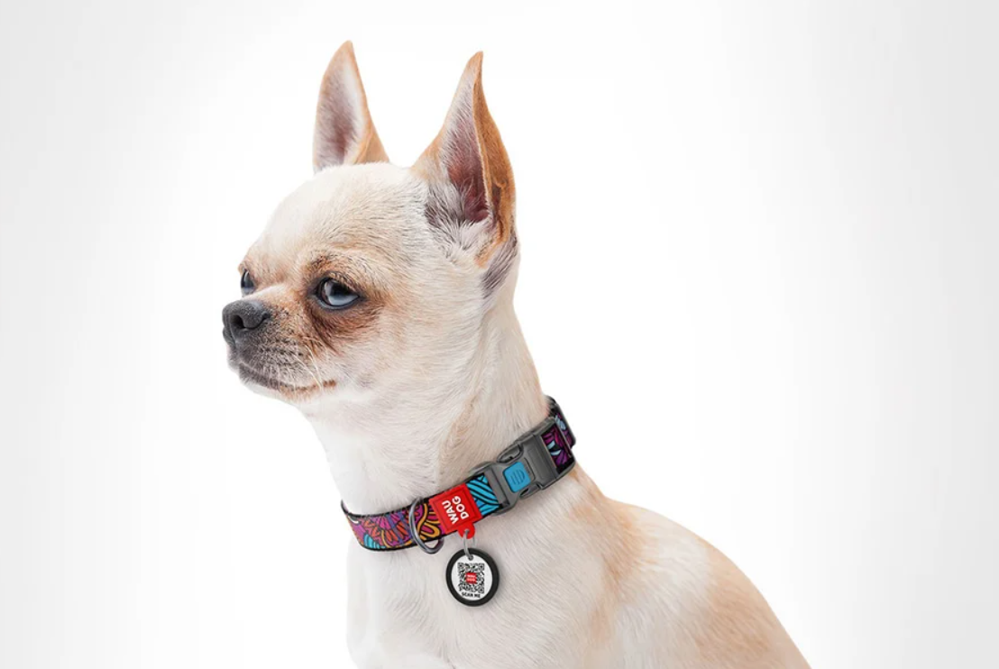 Waudog Neilona suņu apkakle ar QR kodu izmērs S, Summer | Dog collar