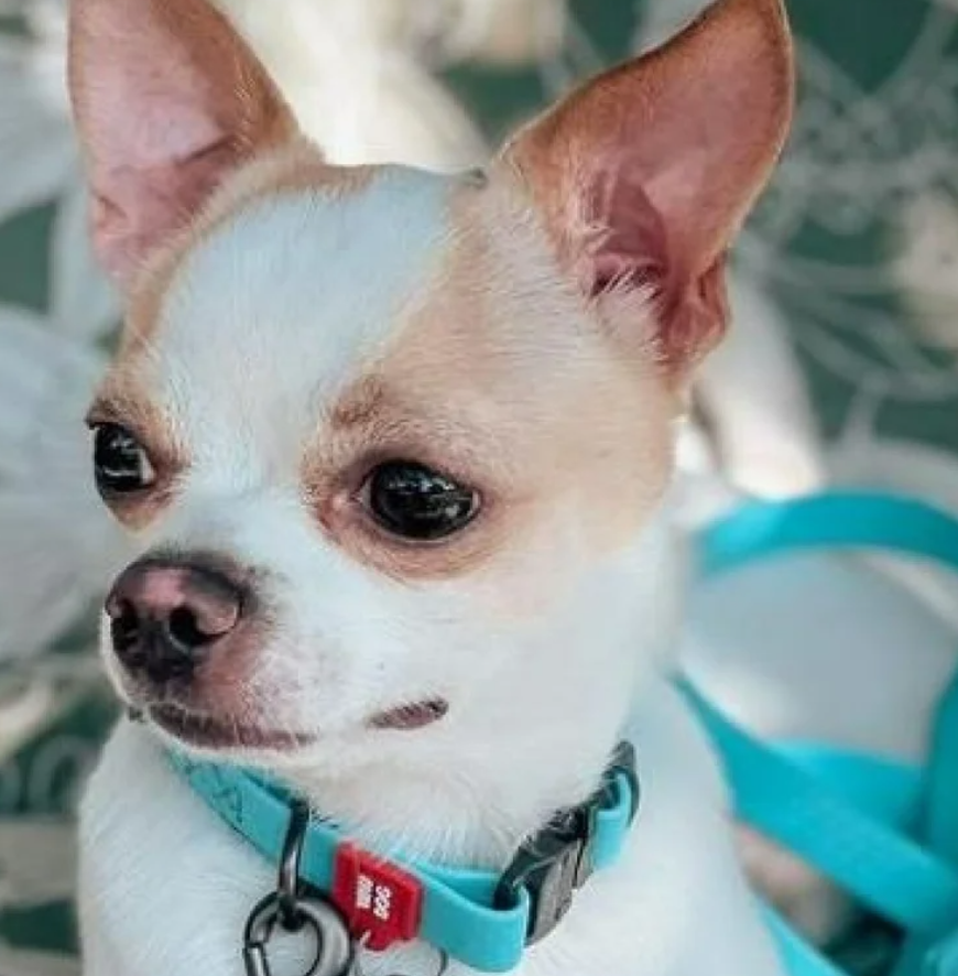 Waudog Gaismas ūdensnecaurlaidīga suņu apkakle ar QR kodu izmērs S, Zils | Dog collar