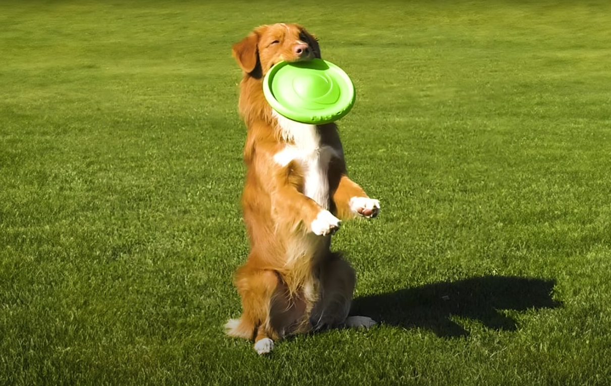 Double-sided Frisbee Disc Flyber Waudog 22 cm, light green