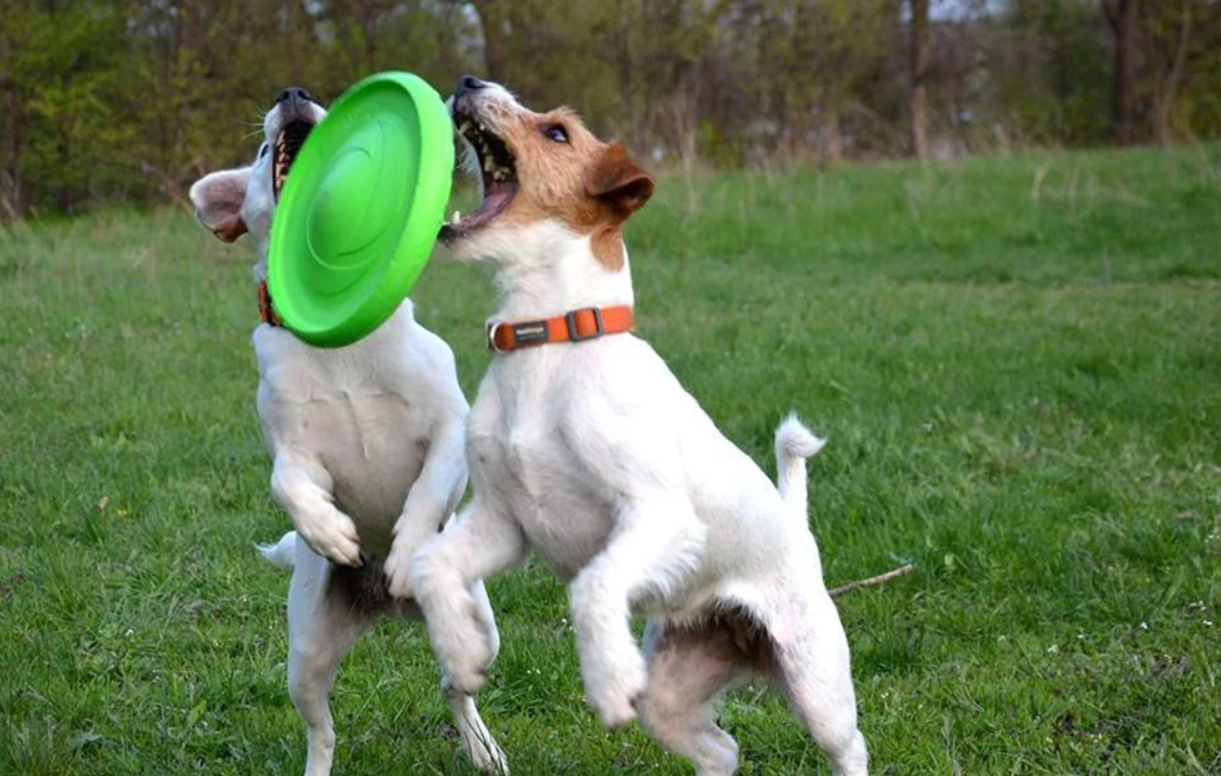 Double-sided Frisbee Disc Flyber Waudog 22 cm, light green