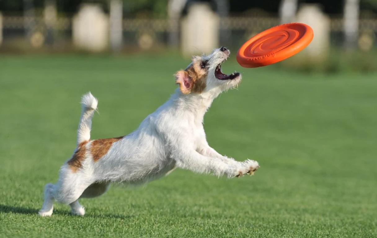 Фрисби Диск Waudog 24 см, оранжевый | Frisbee Disc