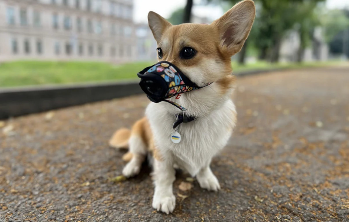 Намордник для собак Waudog \"Donuts\" S| Dog muzzle